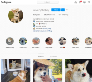 Instagram micro-influencer dog